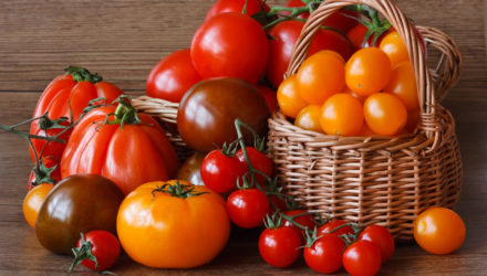 Лучшие сорта томатов для Московского региона